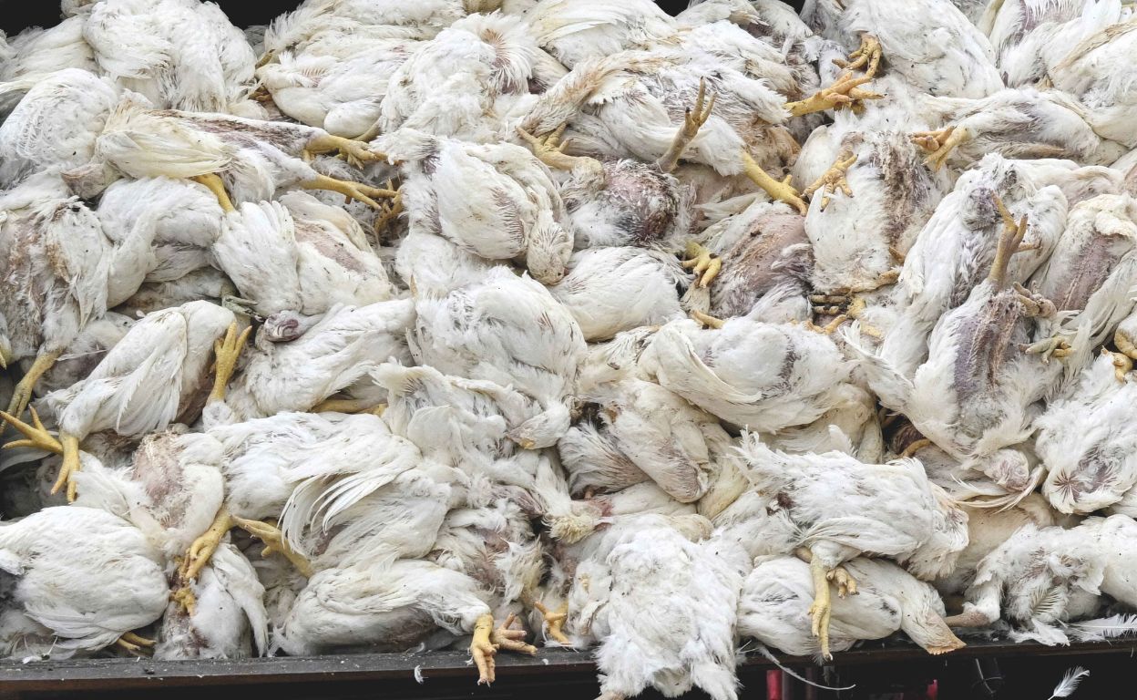 Ron Fouchier: «El virus se está adaptando a los humanos en tiempo real. Cada contagio es una lotería»